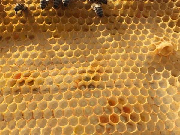 bees wax, save the bees, world bee day 2018